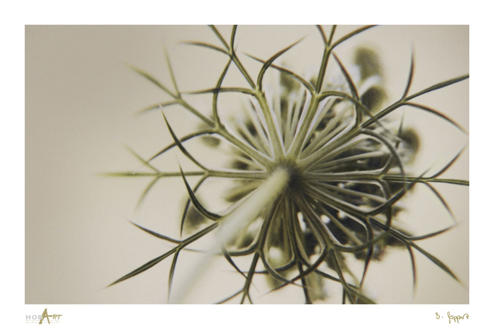 HOBART Kunstdruck von Bernadette Göppert „WILDE MÖHRE“